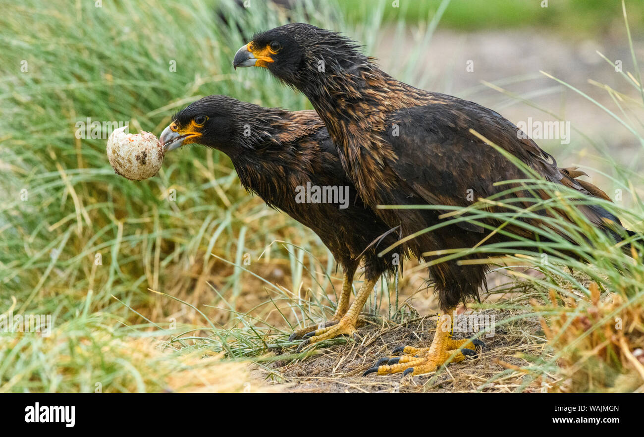 Falklandinseln, Grab Cove. Gestreift karakaras Fütterung auf Gentoo Pinguin Ei. Stockfoto