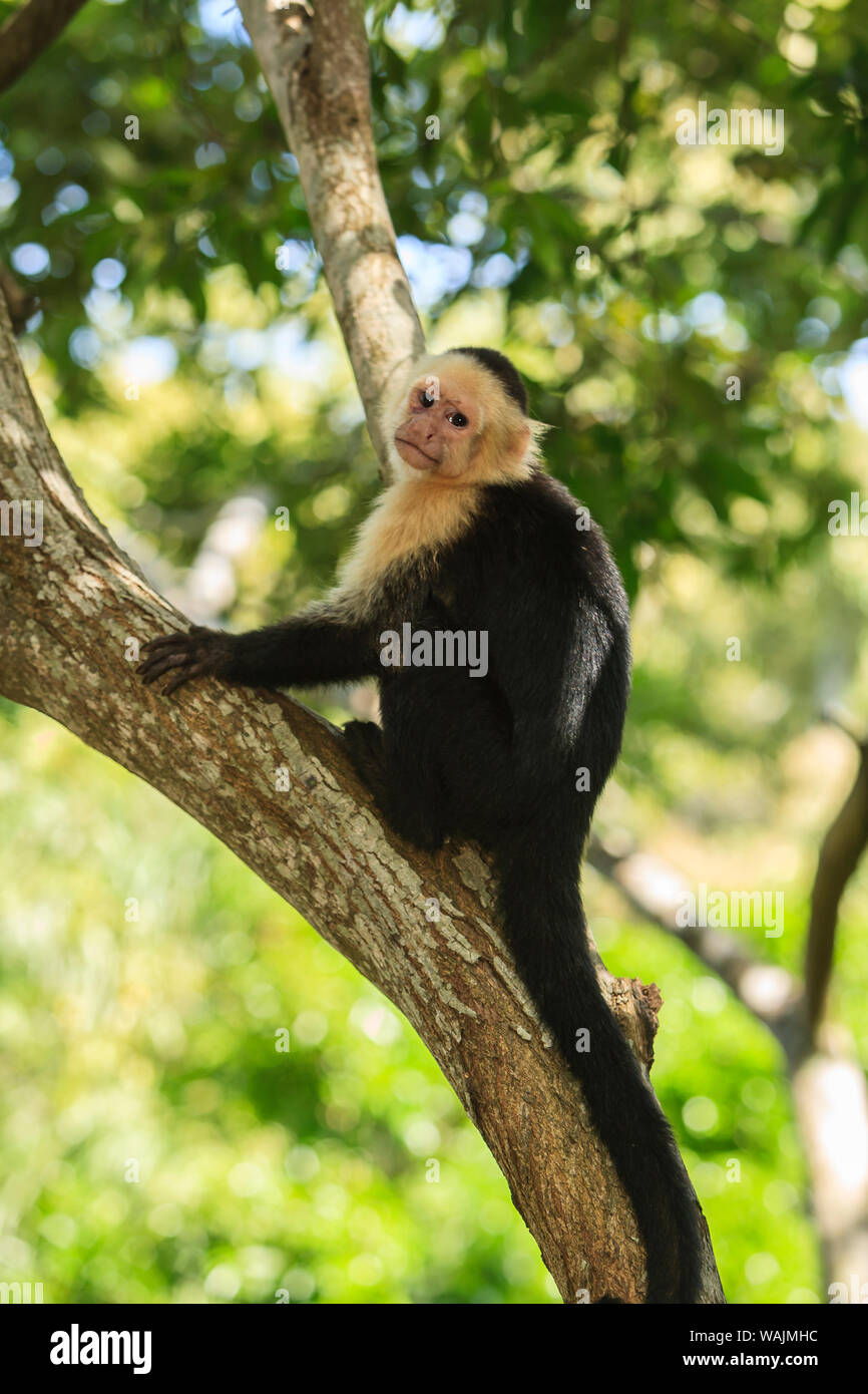 White-faced Kapuziner Affen (Cebus capucinus), beheimatet in Mittelamerika. Roatan, Bay Islands, Honduras, Zentralamerika Stockfoto