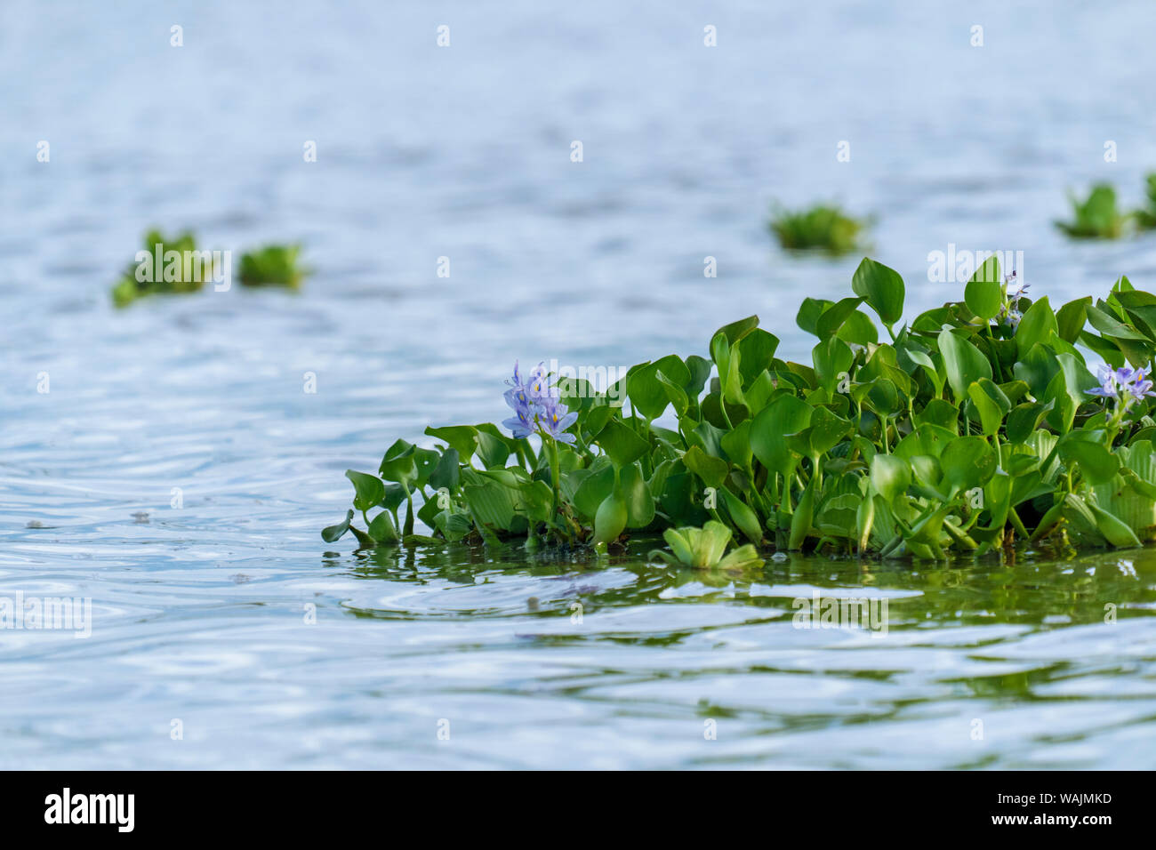 Pacaya Samiria Reservat, Peru. Ein Wasser Hyazinthe Blüte schwebt in der Maranon Fluß, zusammen mit einem Salat. Stockfoto