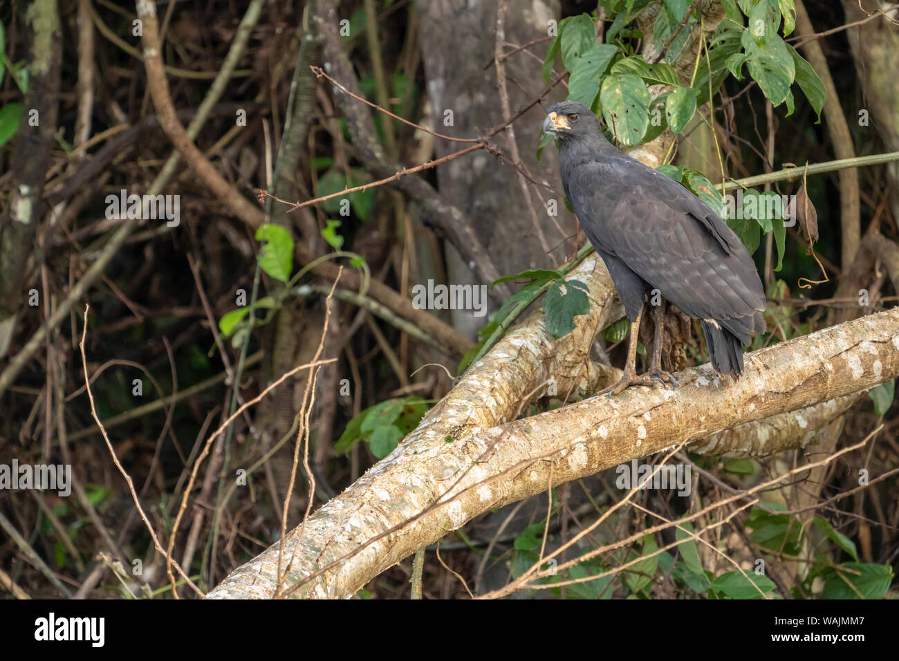 Pacaya Samiria Reservat, Peru. Nach großen Black Hawk in einem Baum. Stockfoto