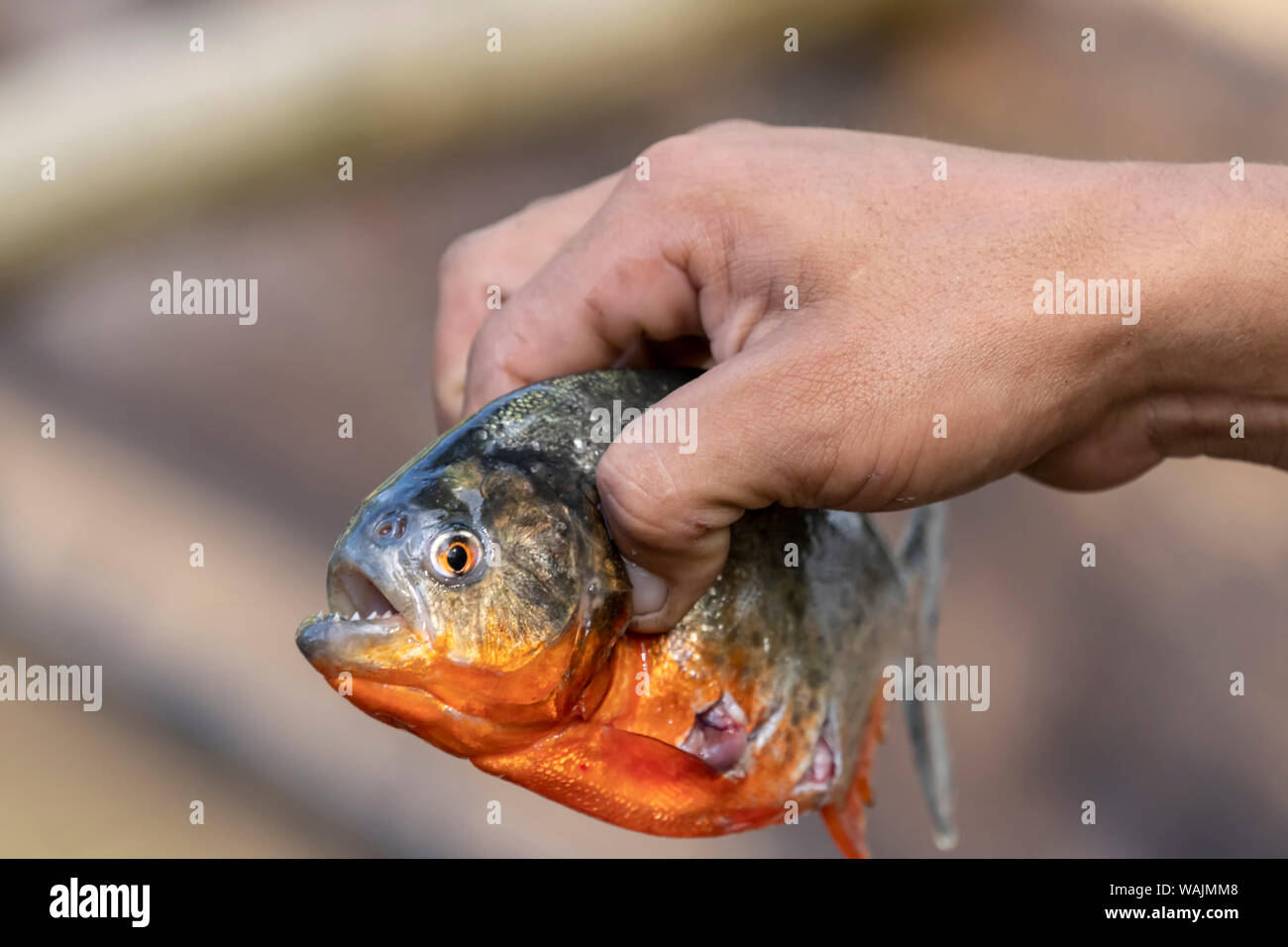 Pacaya Samiria Reservat, Peru. Mann mit den scharfen Zähnen der rote Piranha in der Ucayali River im Amazonasbecken gefangen. Stockfoto