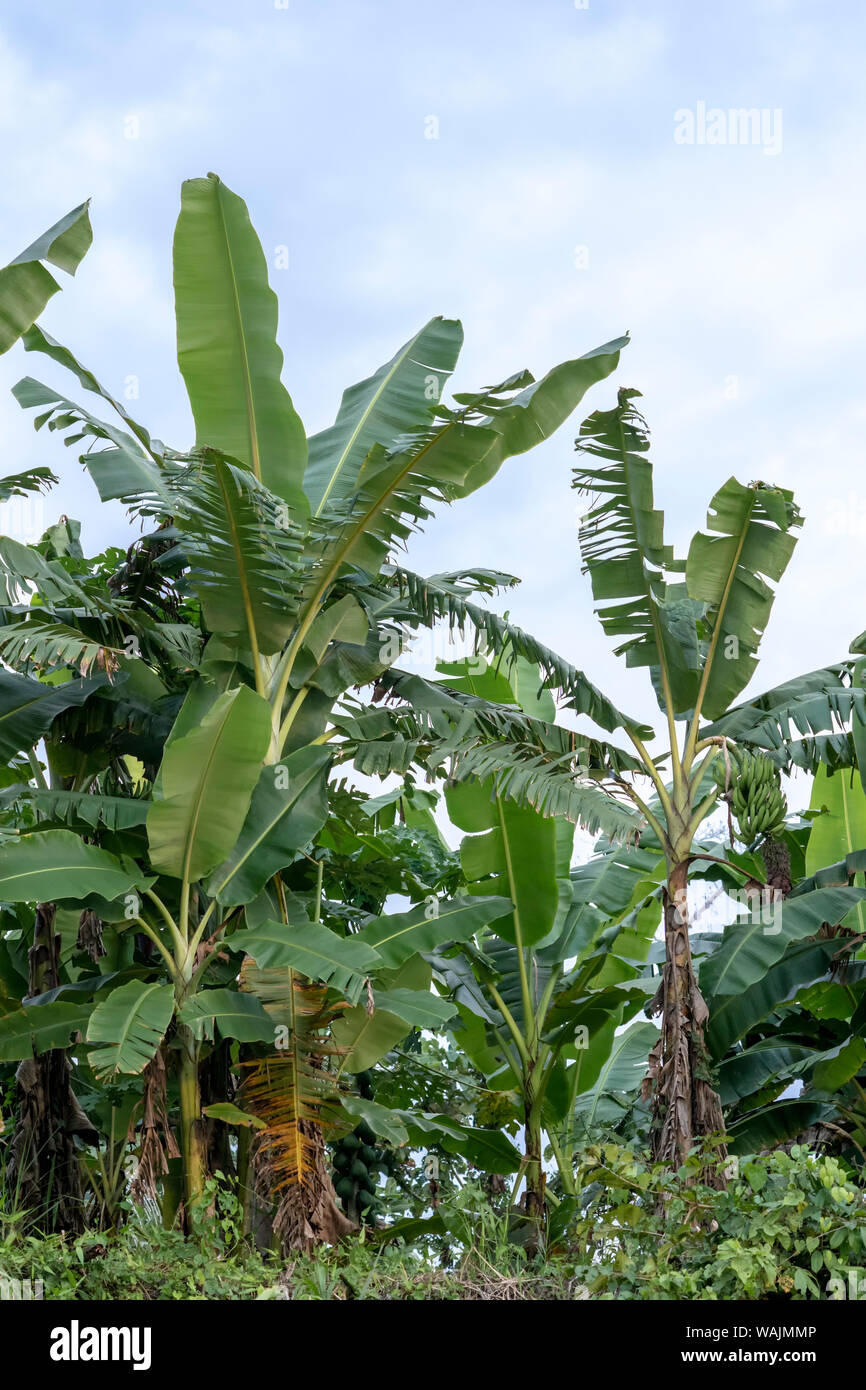 Pacaya Samiria Reservat, Peru. Banane (Musa paradisiaca), Pflanze aus der Familie der Bananen eng mit dem Gemeinsamen Banane, wachsen auf dem Ufer des Ucayali River. Stockfoto