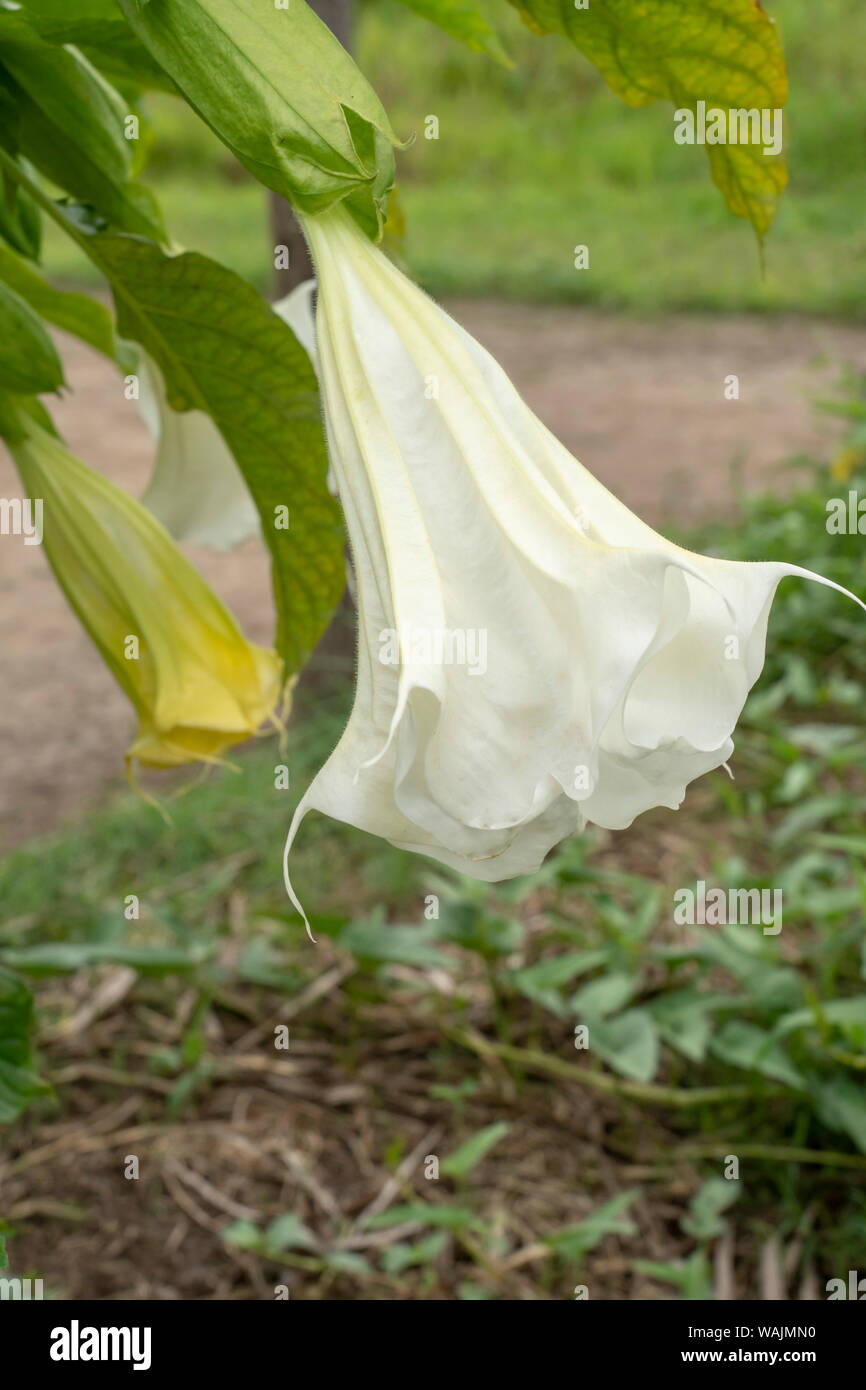 Puerto Miguel, Peru. Angel's trumpet oder Baum Stechapfel (Brugmansia arborea), ein beständiger Bush, die bis zu 16 Meter hoch wächst, in dem Dorf Puerto Miguel, Peru. Stockfoto