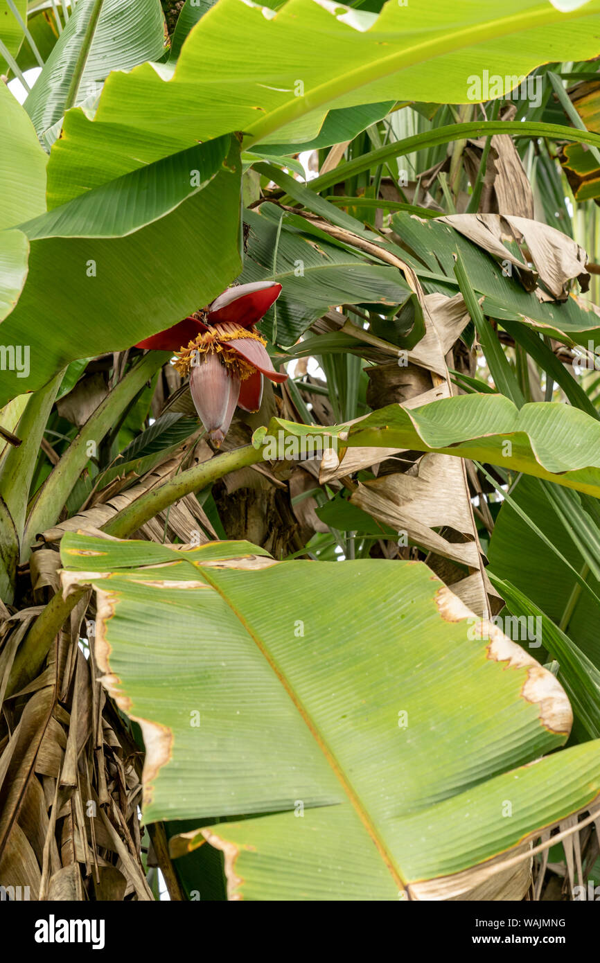 Puerto Miguel, Peru. Blühende wegerich Baum im Fischerdorf Puerto Miguel. Blumen sind von der pseudostamm hergestellt und in einem Cluster von hängenden Früchte entwickeln. Stockfoto