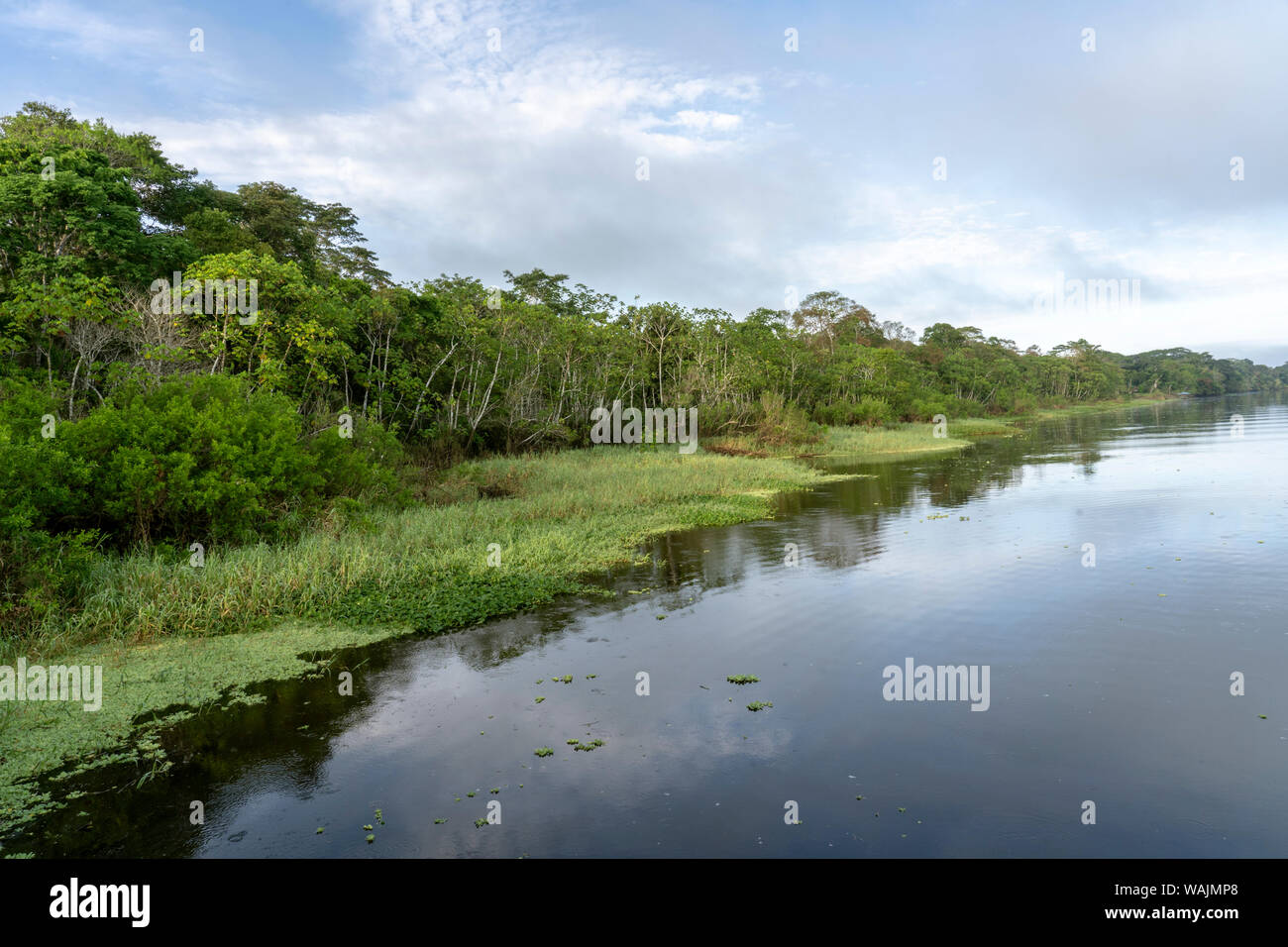 Amazon Nationalpark, Peru. Maranon Fluß Regenwald Landschaft, mit dem Ufer mit invasiver Wasser Salat gefüttert. Stockfoto