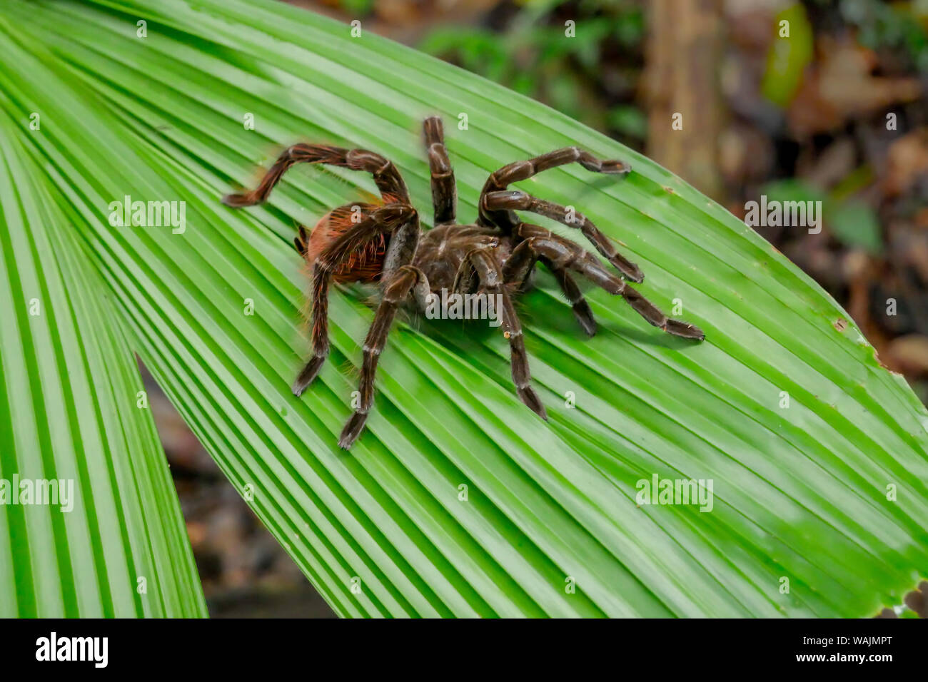 Amazon Nationalpark, Peru. Riesige schwarze und rote Dschungel ...