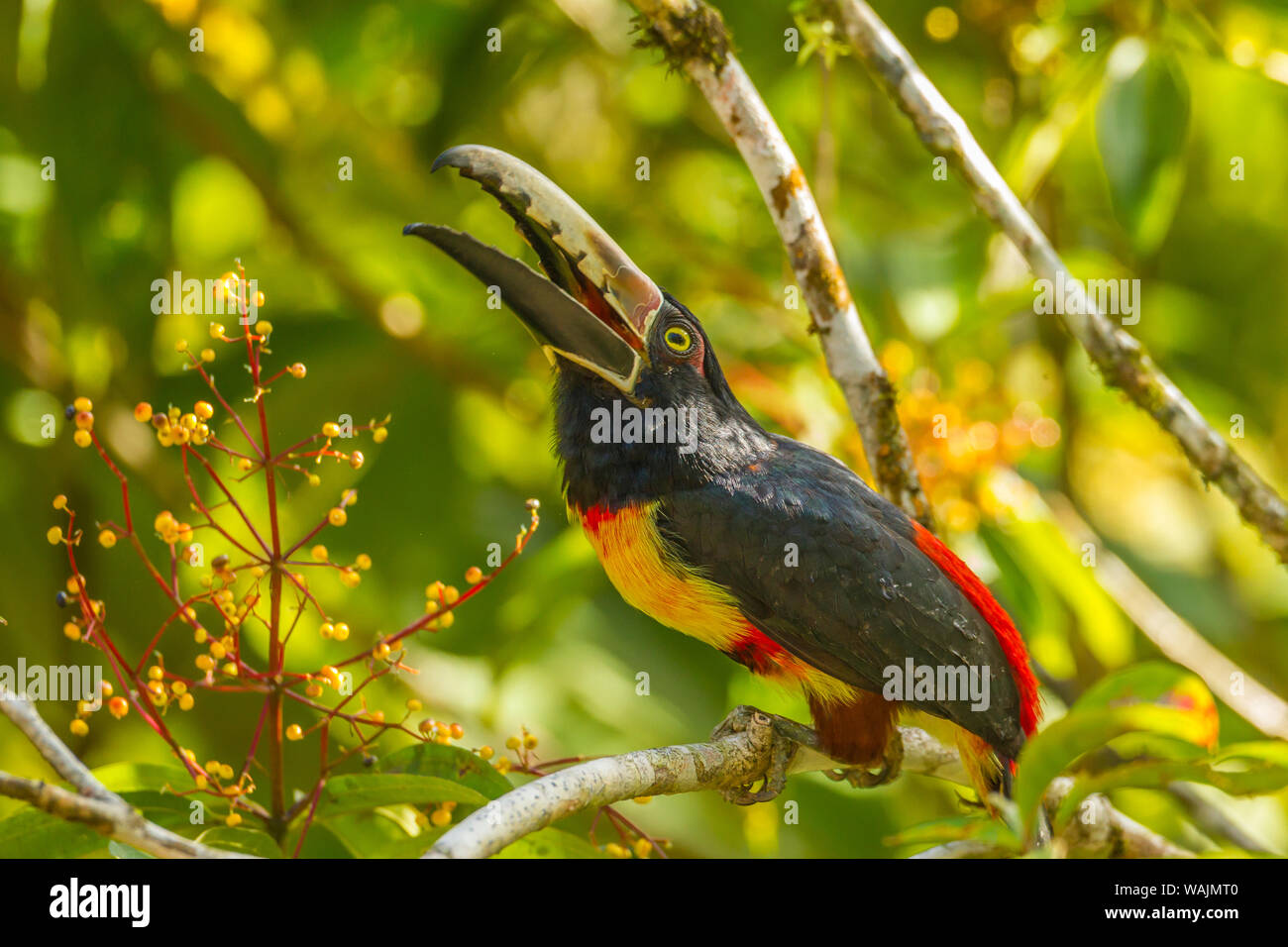 Costa Rica, La Selva Biologische Station. Collared aricari auf Gliedmaßen. Credit: Cathy & Gordon Illg/Jaynes Galerie/DanitaDelimont.com Stockfoto