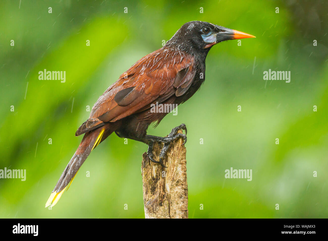 Costa Rica, Sarapique River Valley. Montezuma oropendola Vogel im Regen. Credit: Cathy & Gordon Illg/Jaynes Galerie/DanitaDelimont.com Stockfoto