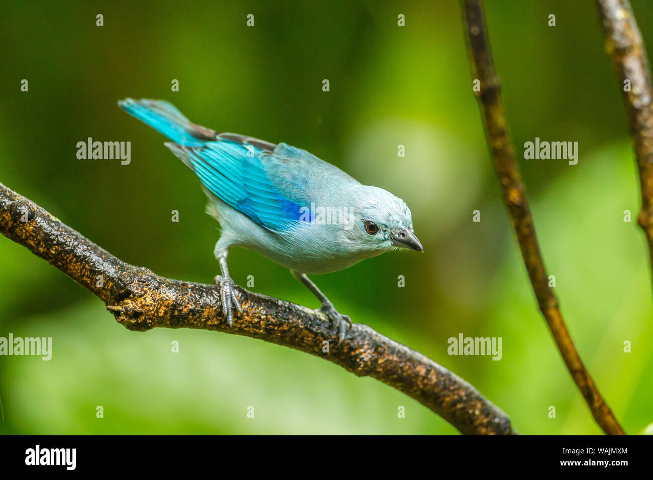 Costa Rica, Sarapique River Valley. Blau-grau Tanager auf Gliedmaßen. Credit: Cathy & Gordon Illg/Jaynes Galerie/DanitaDelimont.com Stockfoto