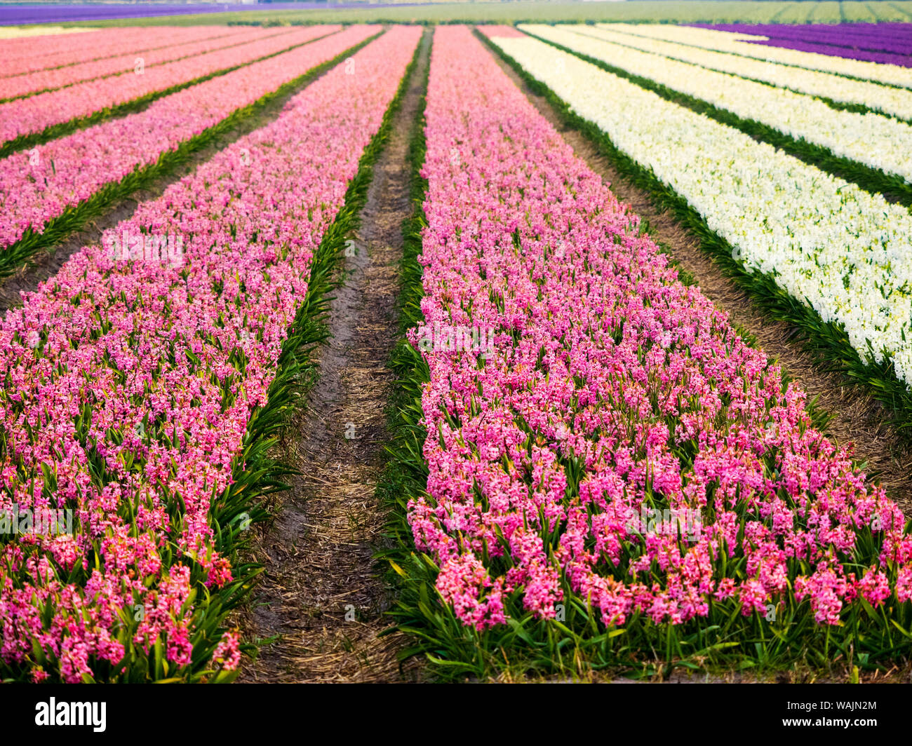 Niederlande. Spring Flower Felder. Stockfoto