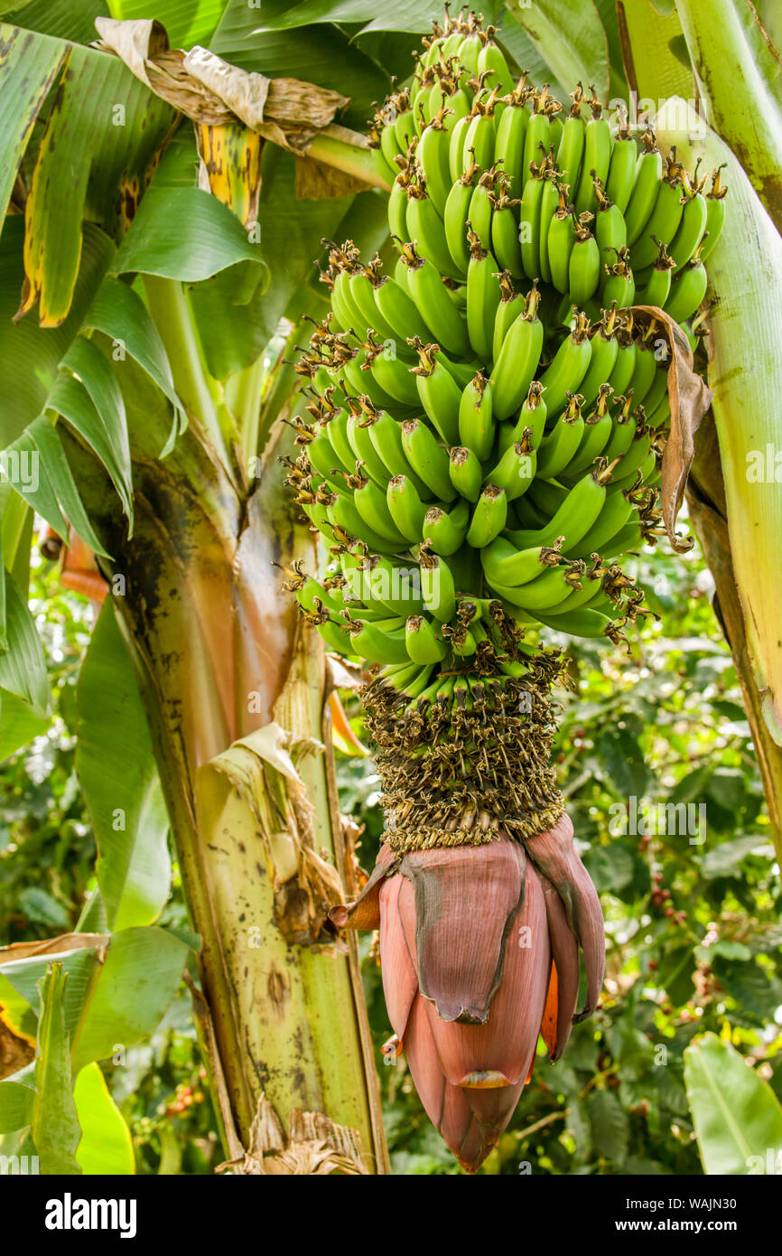 Alajuela Vulkan Poas, Costa Rica. Banane Pflanze wächst. Stockfoto