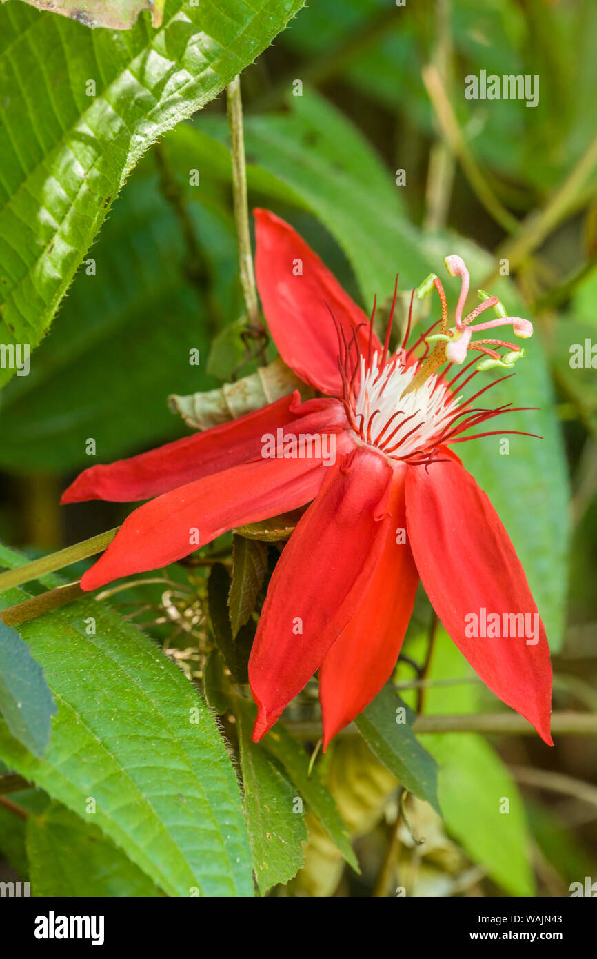 La Garita, Costa Rica. Rote Passionsblume oder Scharlach Passionsblume (Passiflora coccinea). Stockfoto