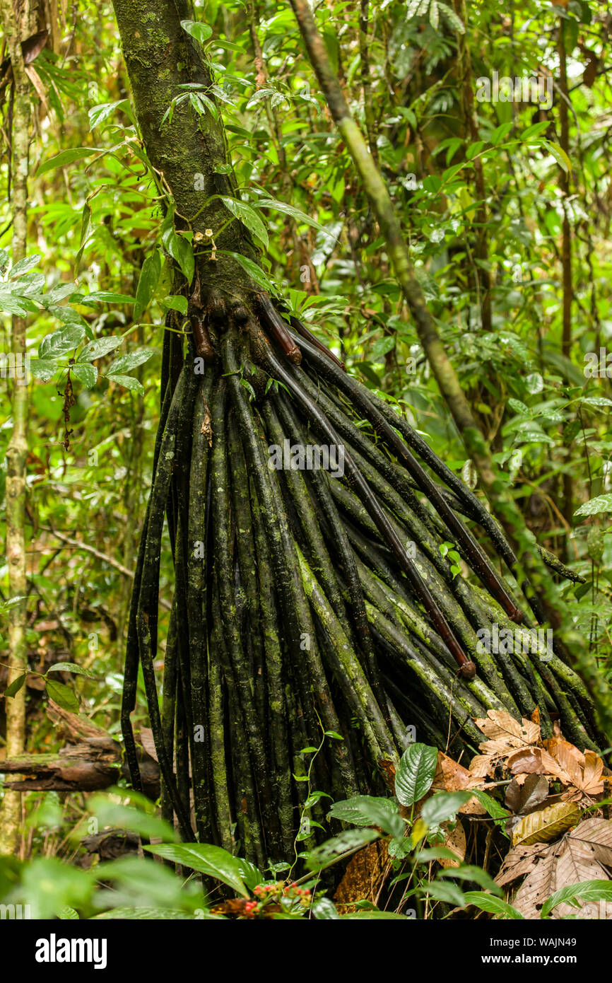 Luna Nueva Regenwald in Costa Rica. Wenige Palm Tree (Socratea exorrhiza) hat seine Wurzeln über dem Boden. Stockfoto