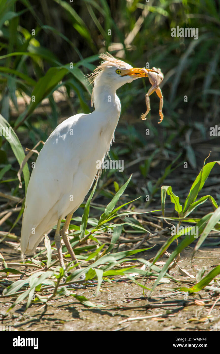 Nationalpark Palo Verde, Costa Rica. Kuhreiher (Bubulcus ibis) Essen ein Frosch, eine Bootsfahrt auf der Tempisque Fluss gesehen. Stockfoto