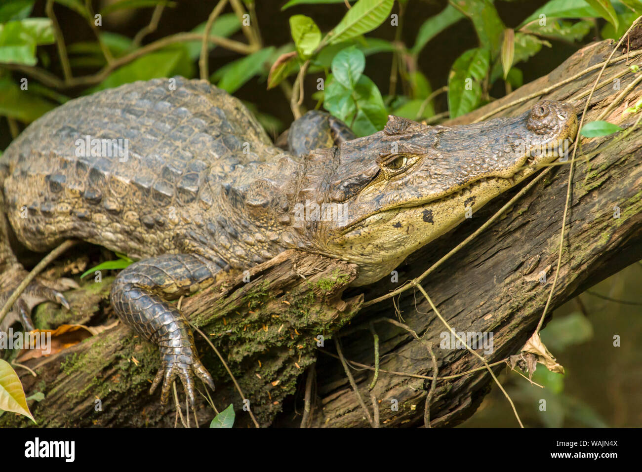 Nationalpark Tortuguero in Costa Rica. Spectacled Kaimane (Caiman crocodilus) Suchen getarnt beim Sonnen auf einer anmelden. Stockfoto