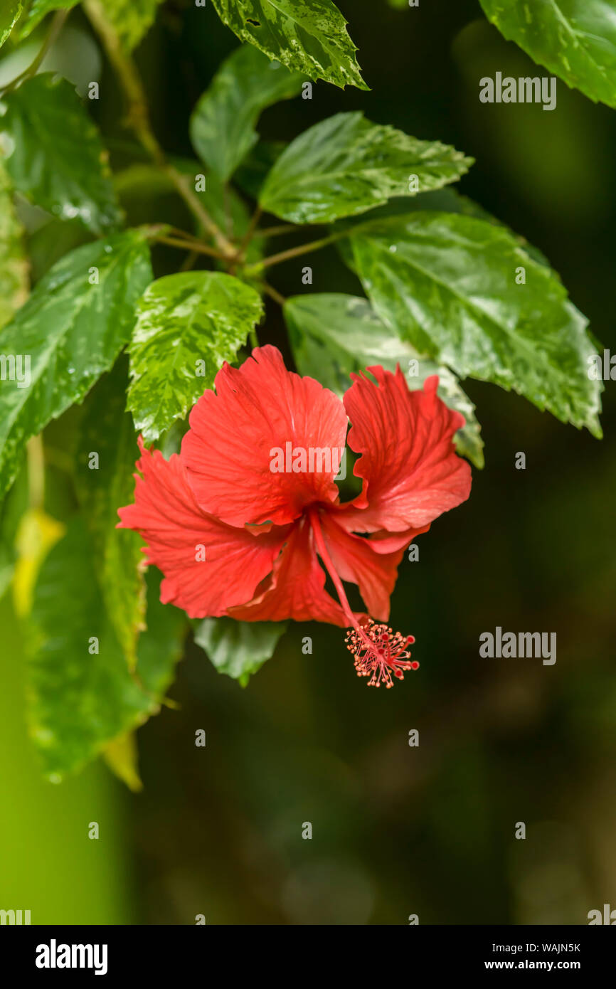 Tortuguero in Costa Rica. Red Hibiscus flower wild wachsen. Stockfoto