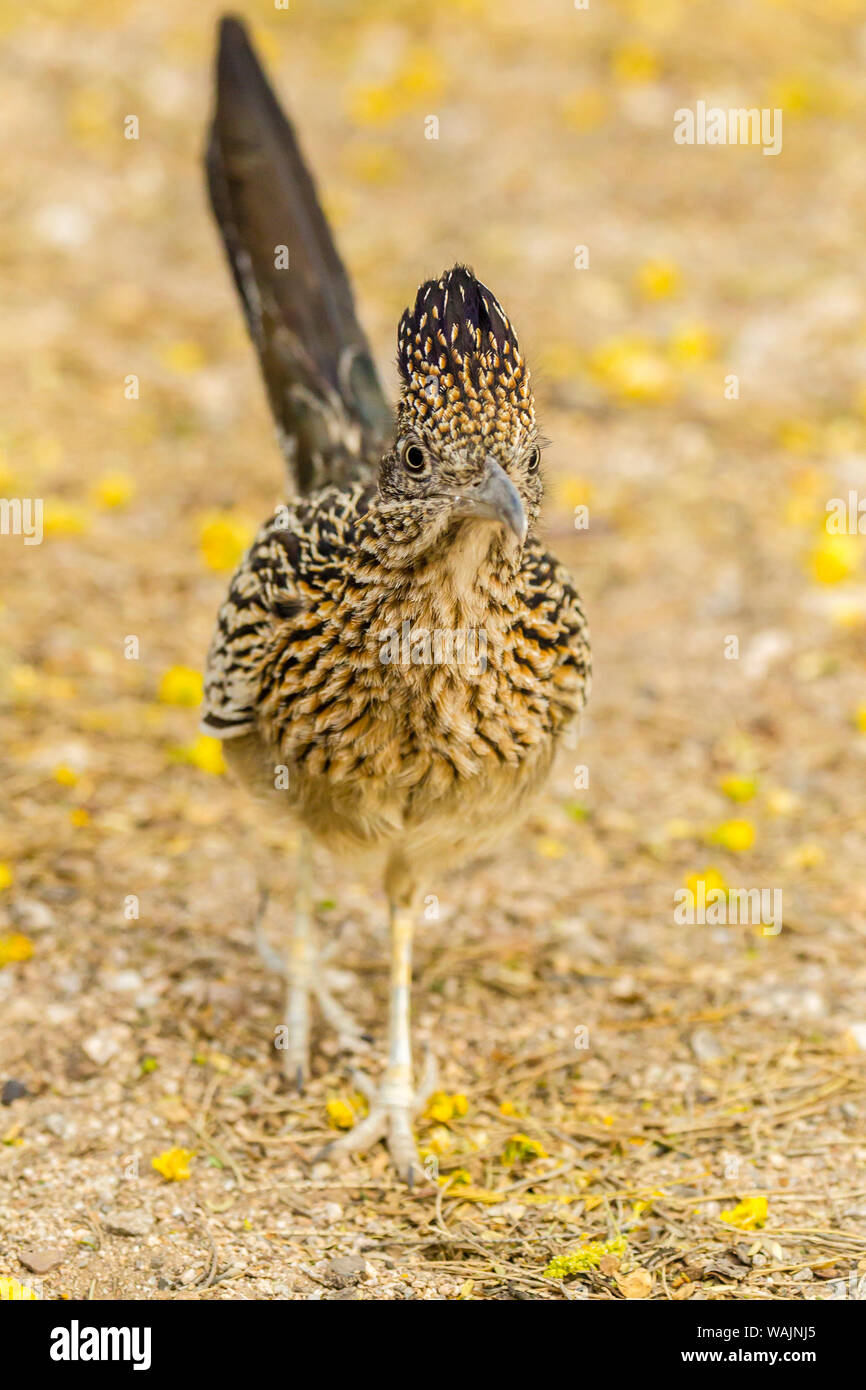 USA, Arizona, Sabino Canyon. Mehr Roadrunner wandern. Credit: Cathy und Gordon Illg/Jaynes Galerie/DanitaDelimont.com Stockfoto