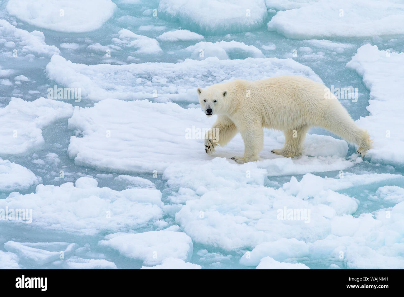 Norwegen, Spitzbergen, 82 Grad Nord. Eisbär unterwegs. Stockfoto