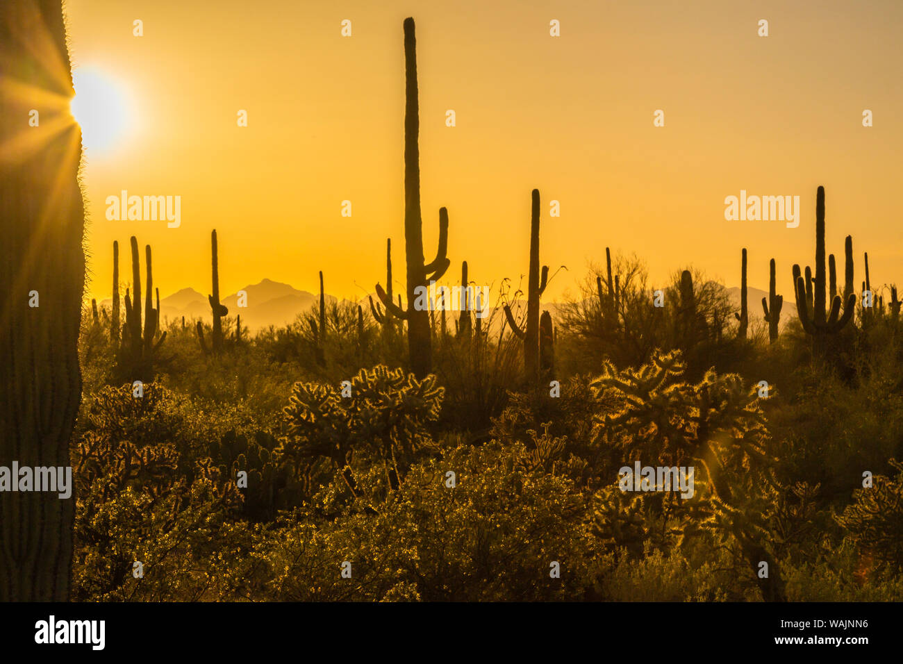 USA, Arizona, Saguaro National Park. Saguaro Kaktus bei Sonnenuntergang. Credit: Cathy und Gordon Illg/Jaynes Galerie/DanitaDelimont.com Stockfoto