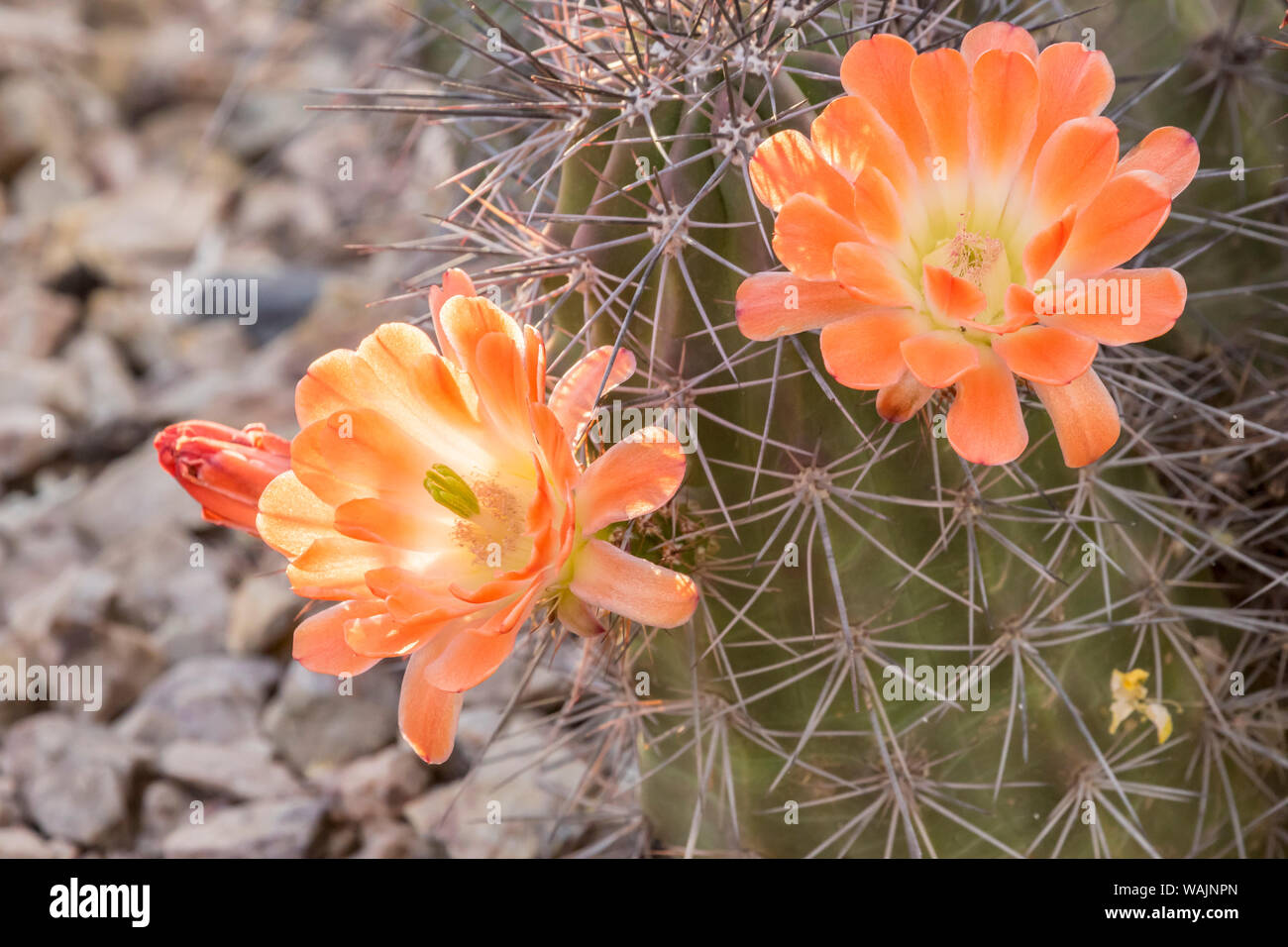 USA, Arizona, Desert Botanischen Garten. Cactus Blüten und Dornen. Credit: Cathy und Gordon Illg/Jaynes Galerie/DanitaDelimont.com Stockfoto