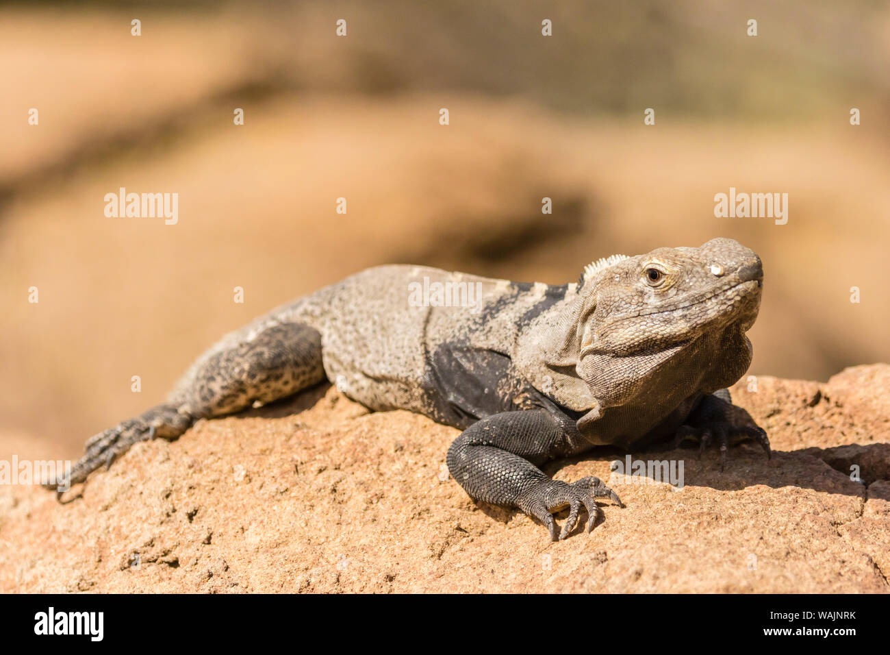 USA, Arizona, Sonoran Wüste. Stachelige-tailed Iguana. Credit: Cathy und Gordon Illg/Jaynes Galerie/DanitaDelimont.com Stockfoto