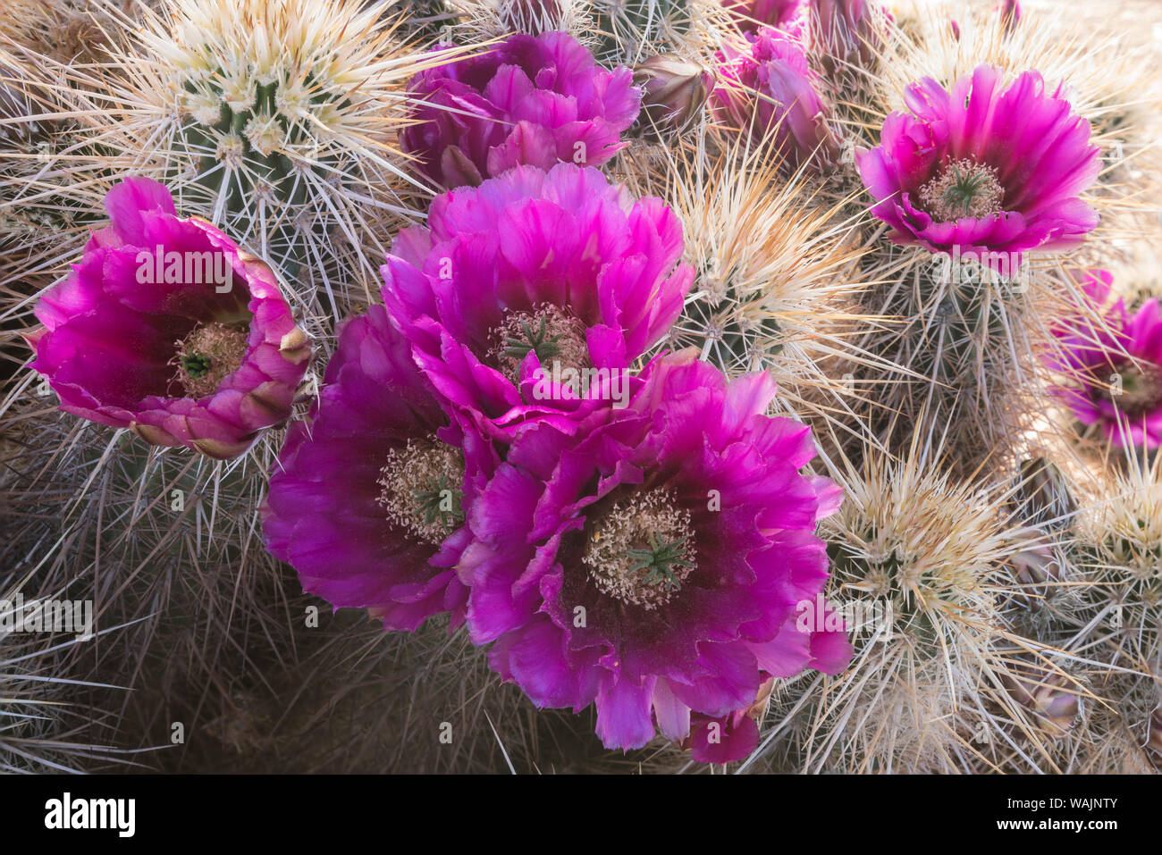 Arizona. Erdbeere hedgehog Cactus, Echinocereus engelmannii, Blüten vibrantly im Frühjahr. Stockfoto