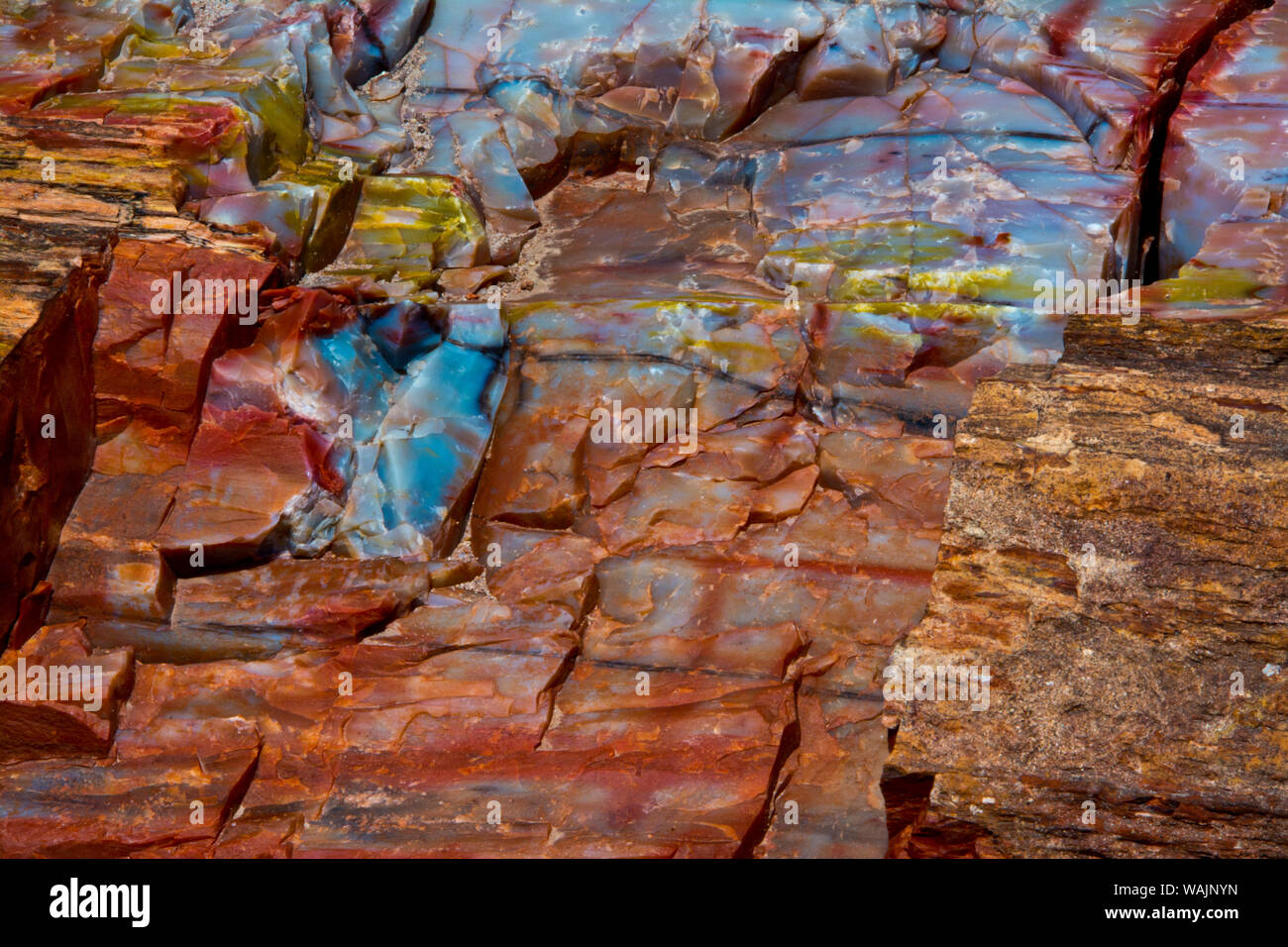 Close-up von versteinertem Holz, Petrified Forest National Park, Holbrook, Arizona, USA. Stockfoto