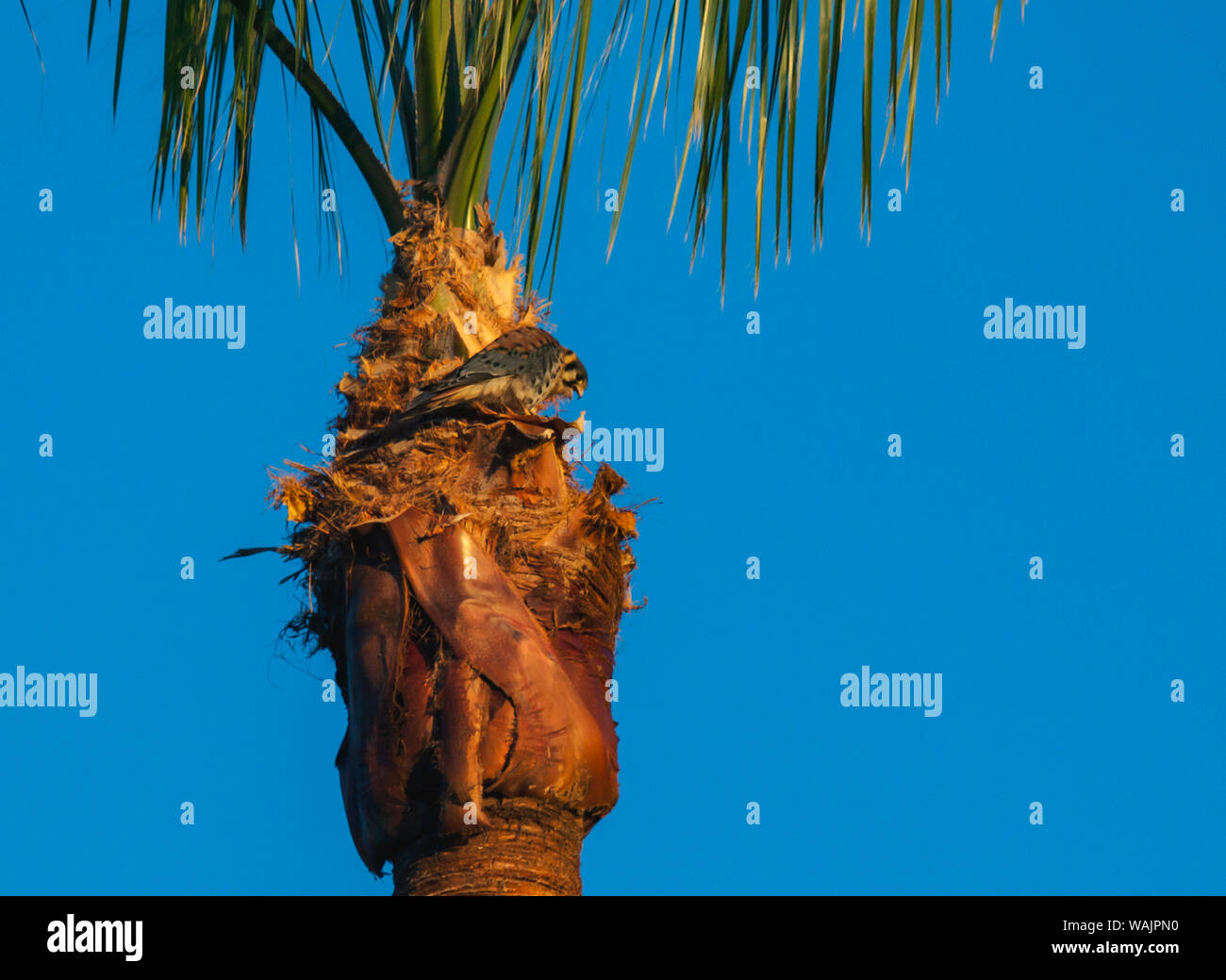 Amerikanische Kestrel, Colorado Wüste, Kalifornien Stockfoto