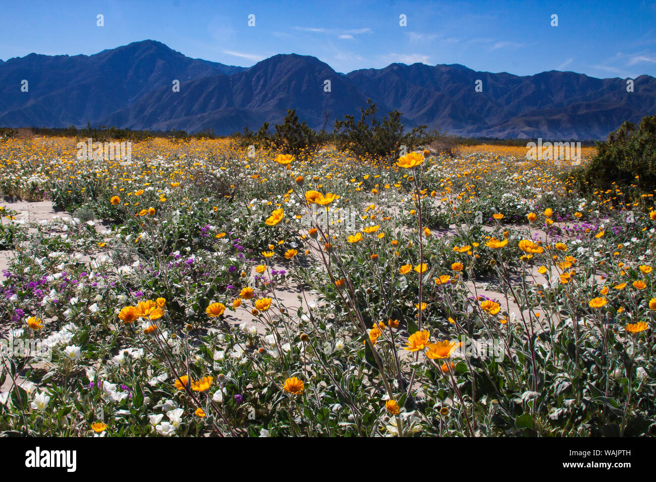 Wildblumen, Anza Borrego Desert State Park, Kalifornien Stockfoto