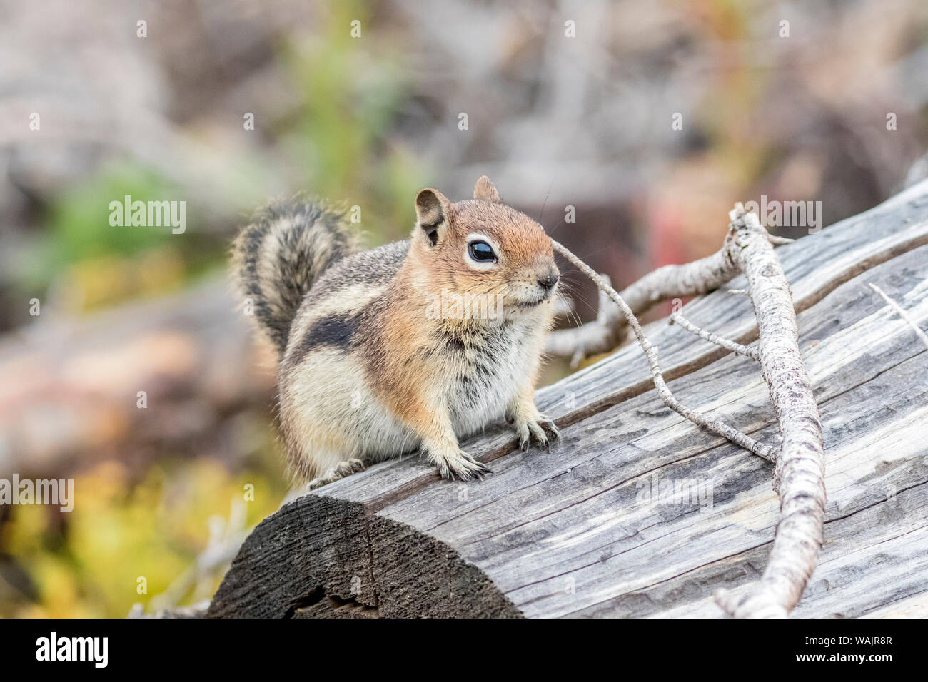 USA, Colorado, Cameron. Golden-mantled ground squirrel anmelden. Credit: Fred Herr/Jaynes Galerie/DanitaDelimont.com Stockfoto
