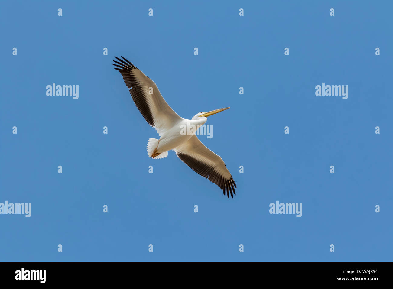USA, Colorado, Cameron. American White Pelican Höhenflug. Credit: Fred Herr/Jaynes Galerie/DanitaDelimont.com Stockfoto