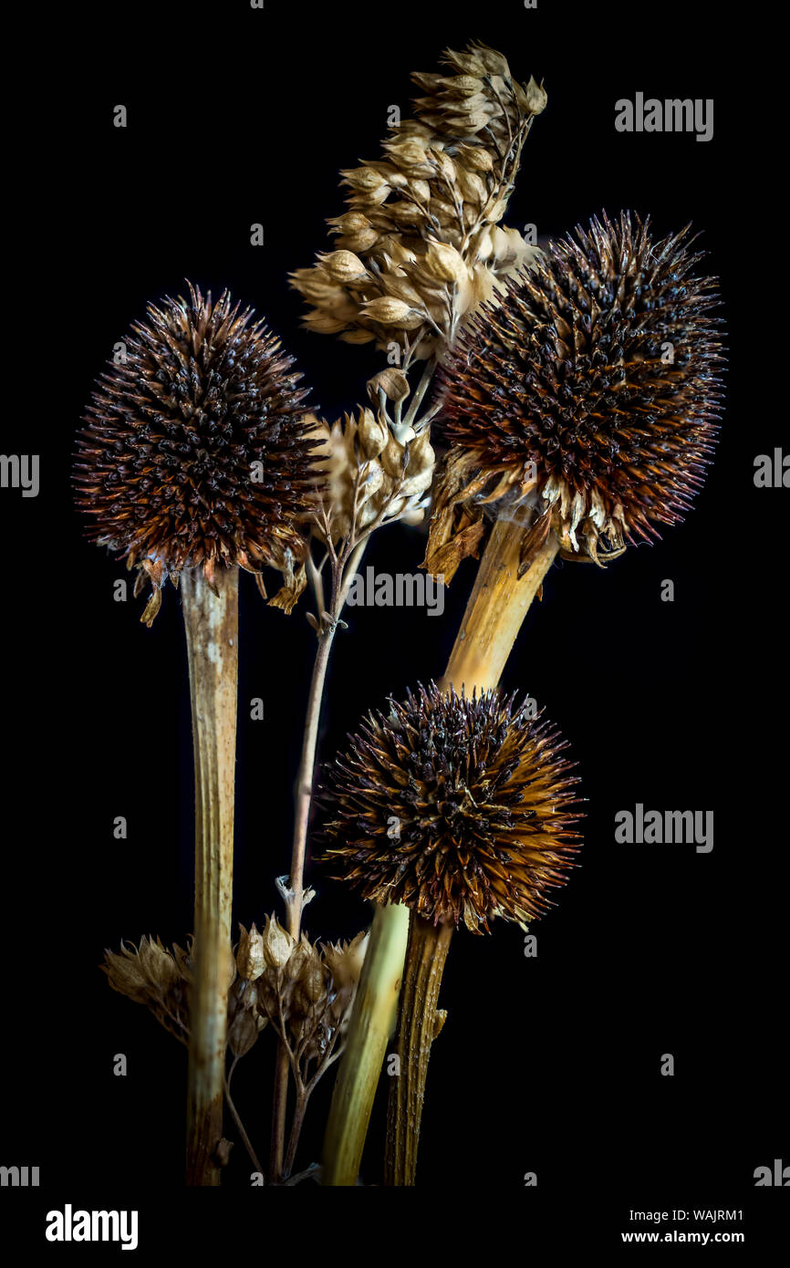 USA, Colorado, Fort Collins. Getrocknete Echinacea Pflanzen. Kredit als Fred Herr/Jaynes Galerie/DanitaDelimont.com Stockfoto