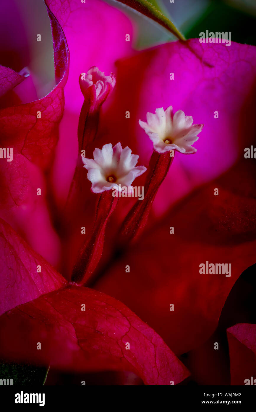 USA, Colorado, Fort Collins. Rosafarbene bougainvillea Blume. Kredit als Fred Herr/Jaynes Galerie/DanitaDelimont.com Stockfoto