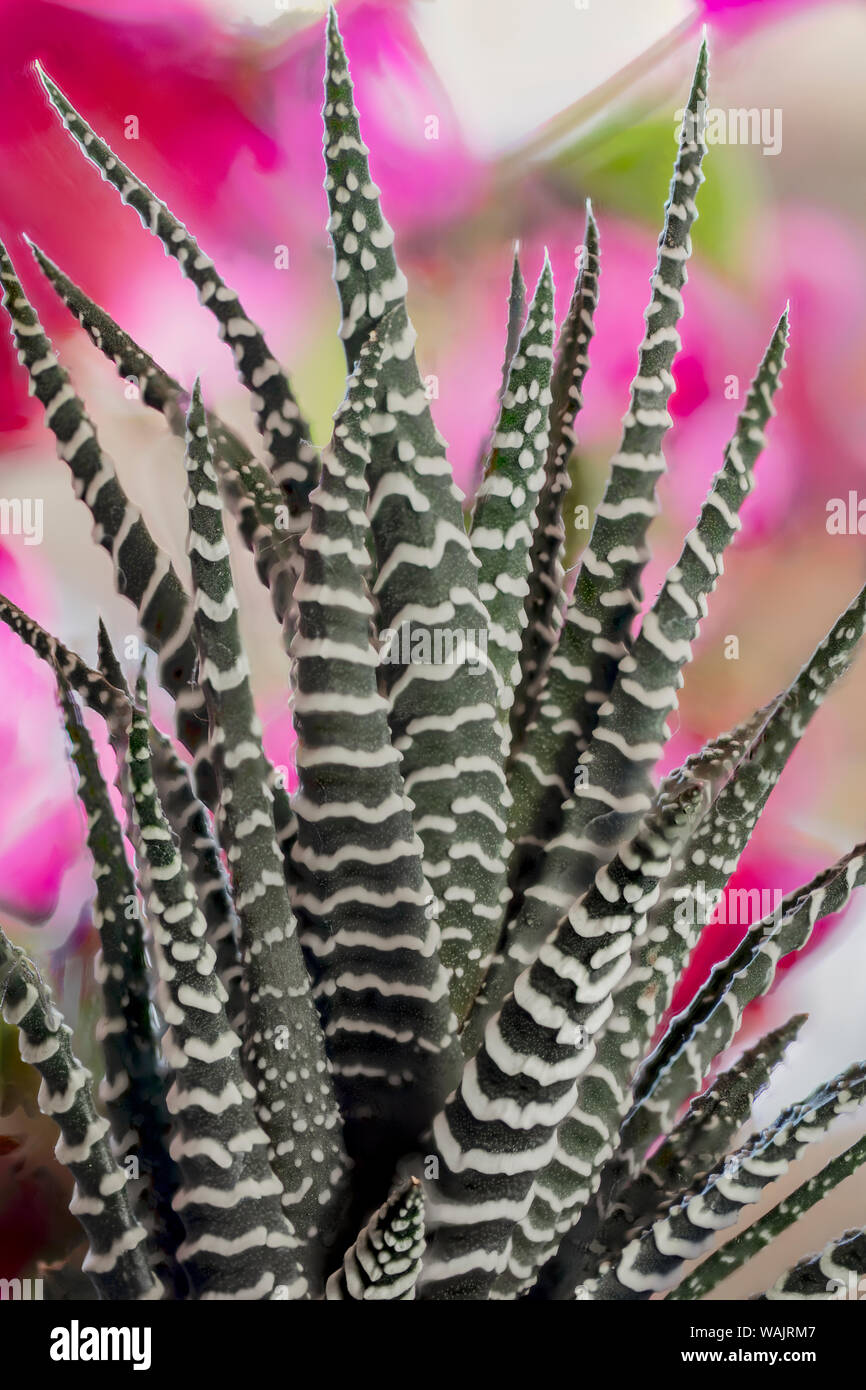 USA, Colorado, Fort Collins. Zebra Pflanzen Sukkulenten. Kredit als Fred Herr/Jaynes Galerie/DanitaDelimont.com Stockfoto