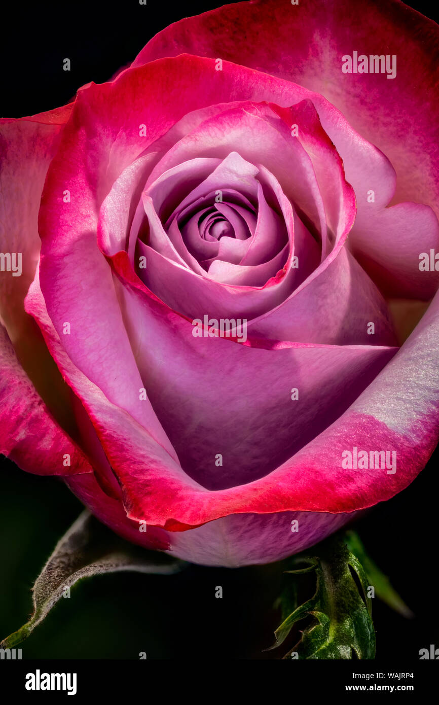 USA, Colorado, Fort Collins. Rose close-up. Kredit als Fred Herr/Jaynes Galerie/DanitaDelimont.com Stockfoto