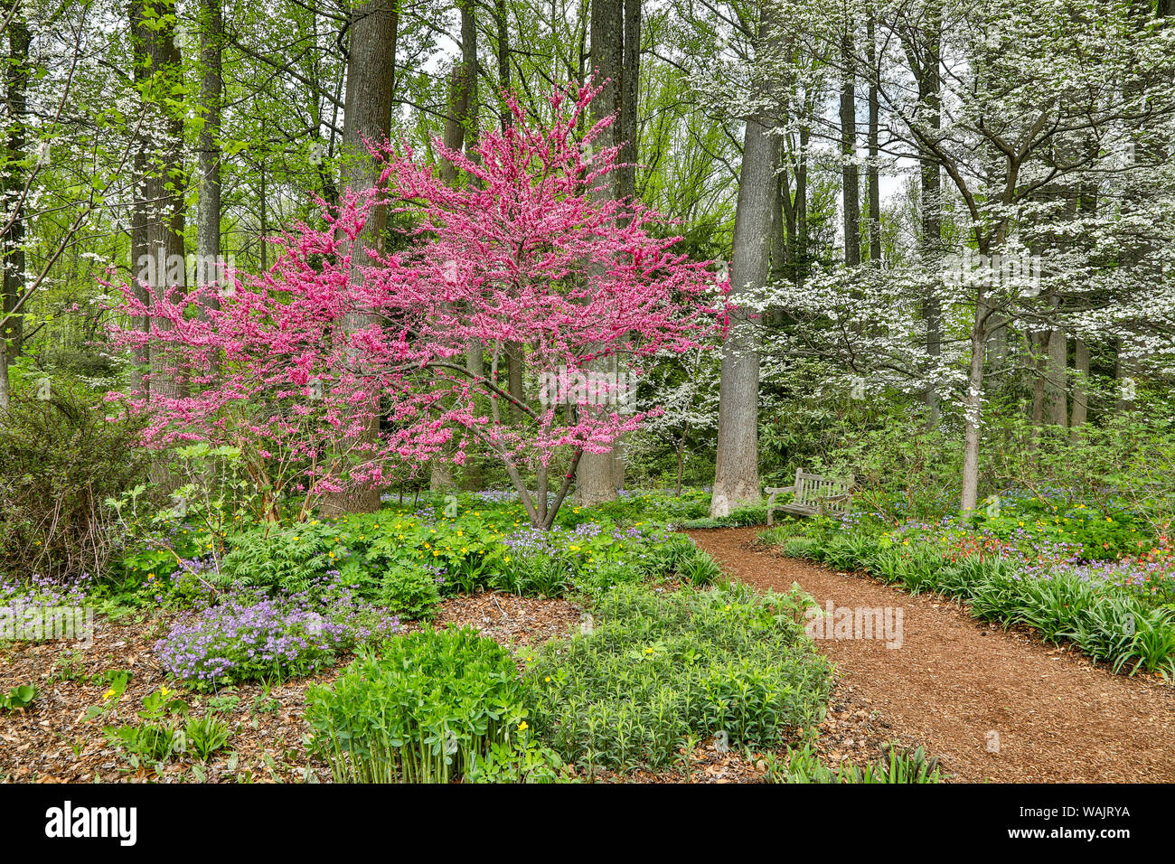 USA, Florida, Hockessin. Blühende Hartriegel im Wald Stockfoto