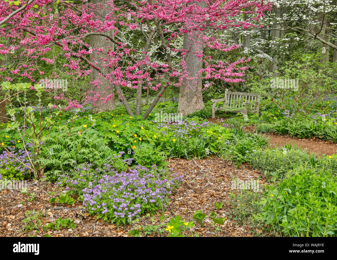 USA, Florida, Hockessin. Blühende Hartriegel im Wald Stockfoto