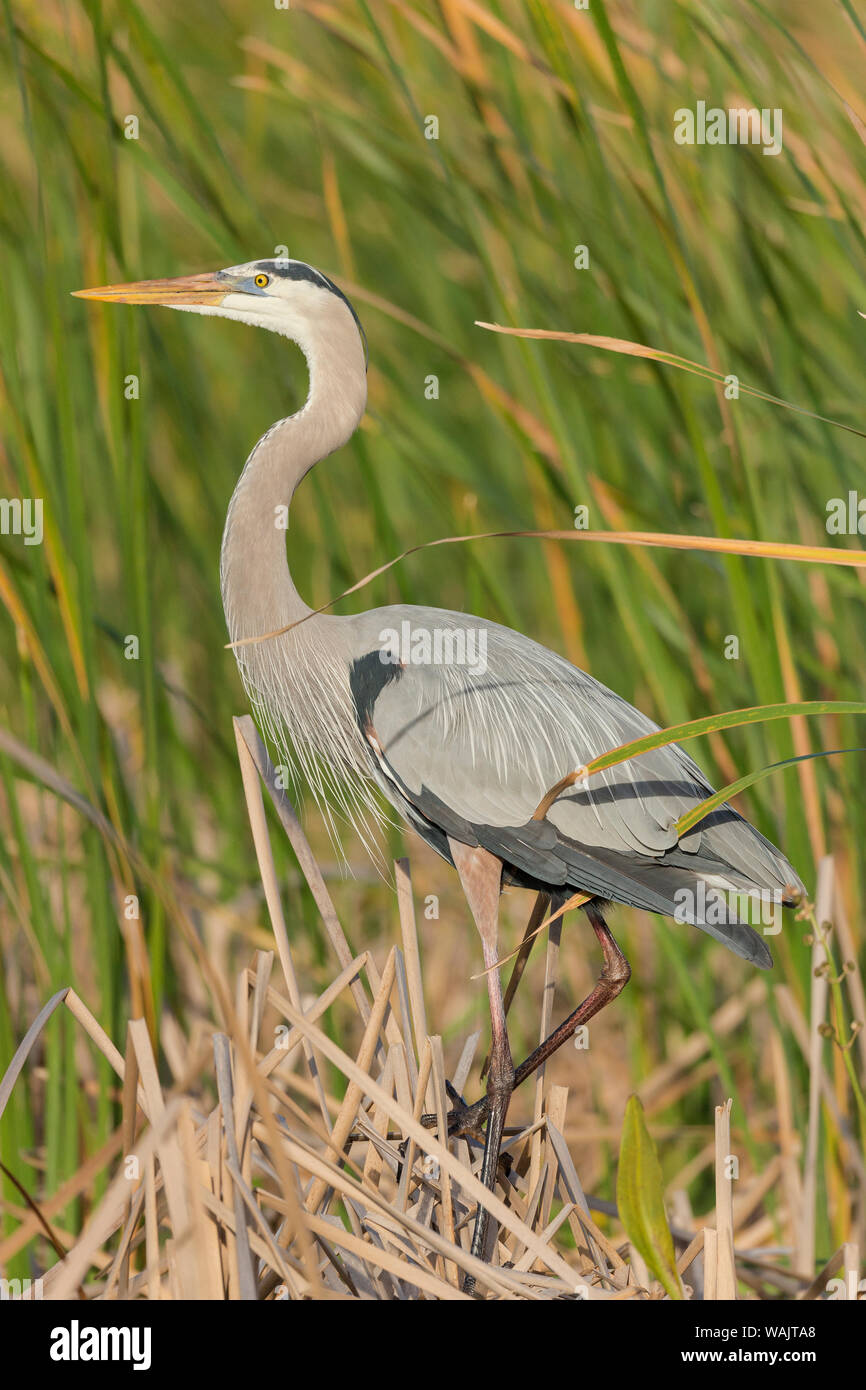 Great Blue Heron in der Zucht Gefieder, Blue Heron Feuchtgebiete, Florida, USA Stockfoto