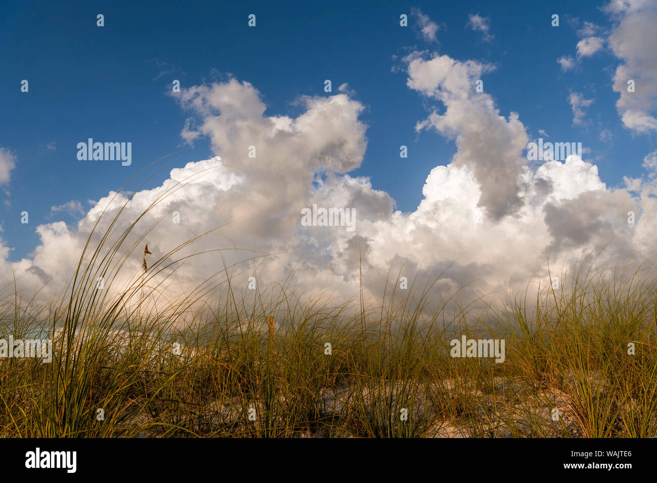 Sea Grass und Hafer Frame die dramatische Wolken im blauen Himmel Stockfoto