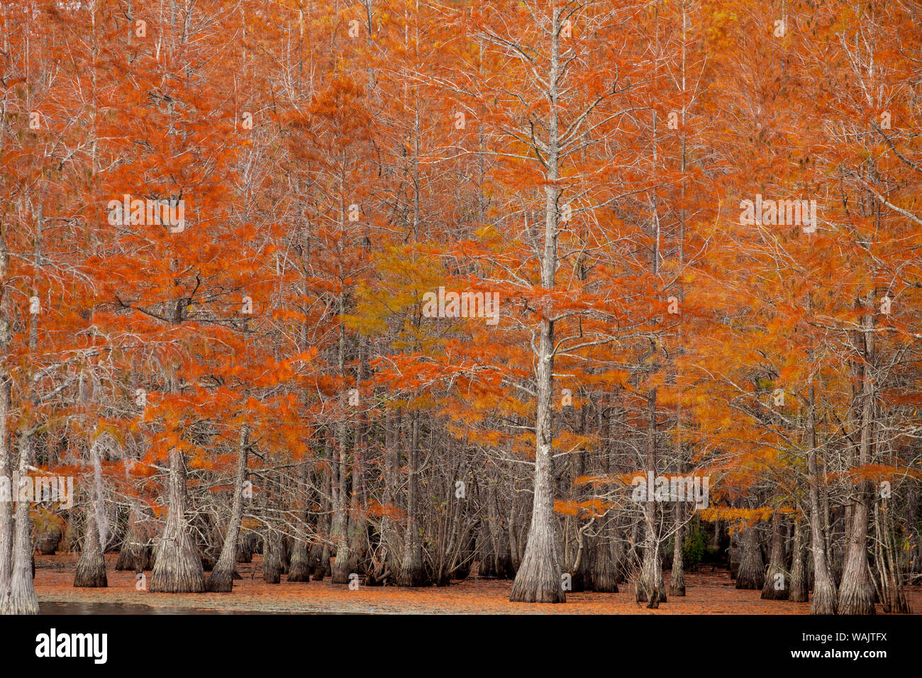 USA, George Smith State Park, Georgia. Herbst Zypressen. Stockfoto