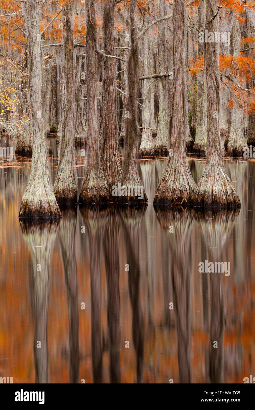 USA, George Smith State Park, Georgia. Herbst Zypressen. Stockfoto