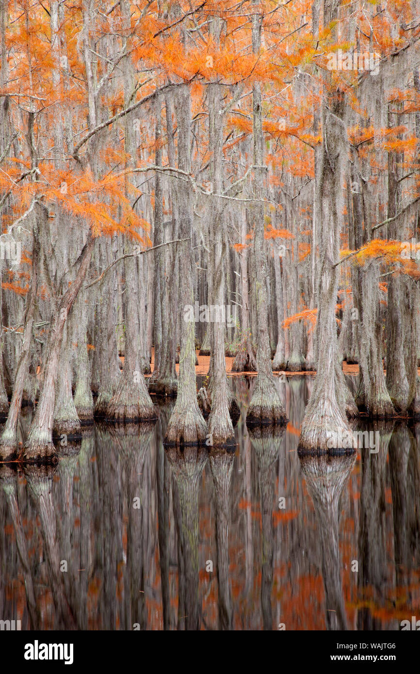 USA, George Smith State Park, Georgia. Herbst Zypressen. Stockfoto
