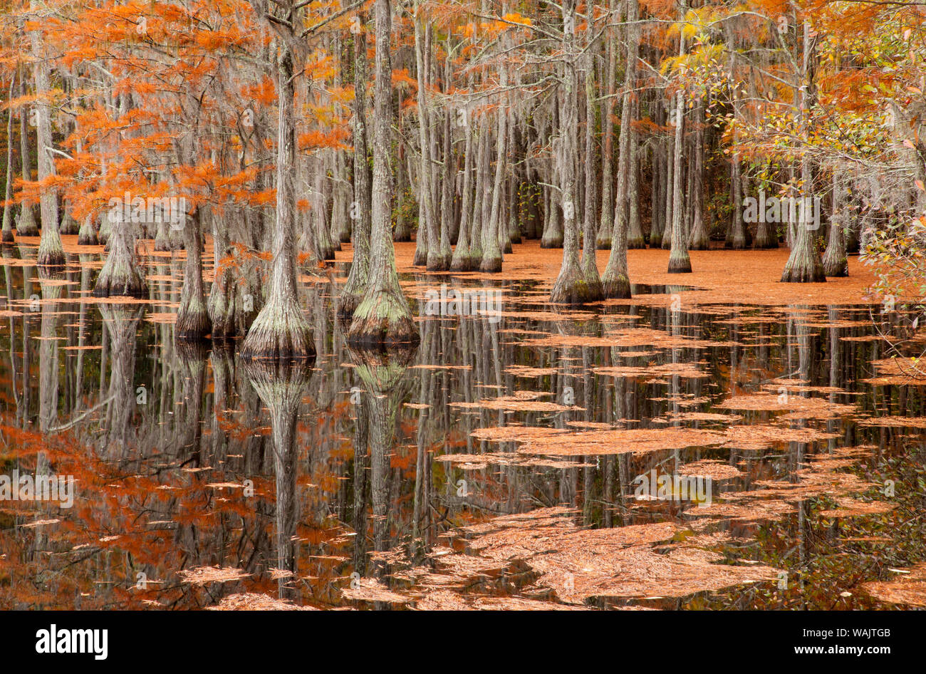 USA, George Smith State Park, Georgia. Herbst Zypressen. Stockfoto