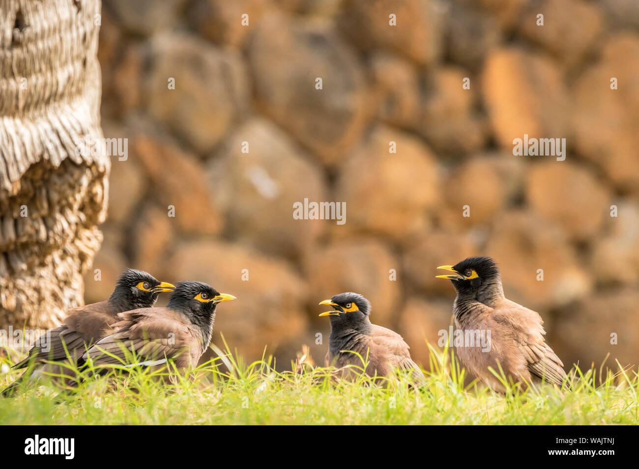 USA, Hawaii, Hapuna Beach State Park. Gemeinsame myna Vögel streiten. Credit: Cathy & Gordon Illg/Jaynes Galerie/DanitaDelimont.com Stockfoto