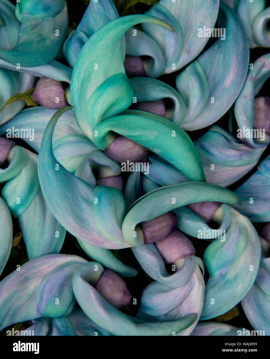Die Gruppierung der Blumen der Jade Vine, Maui, Hawaii. Stockfoto
