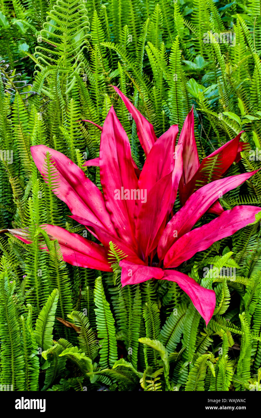 Tee Pflanze Und Farne Kula Botanical Gardens Landeinwarts Maui