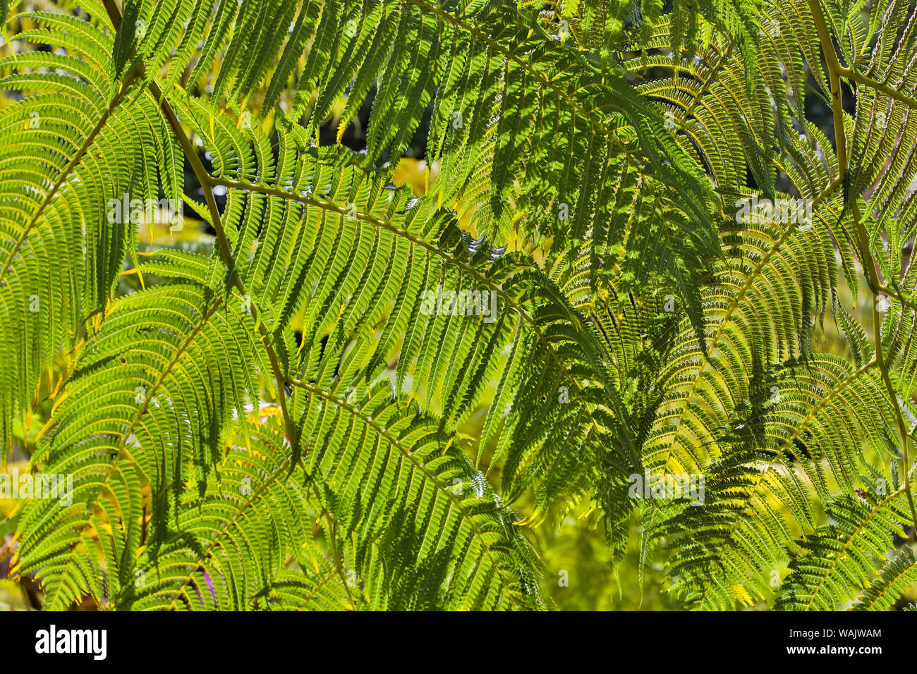 Kula Botanical Gardens Landeinwarts Maui Hawaii Stockfoto Bild
