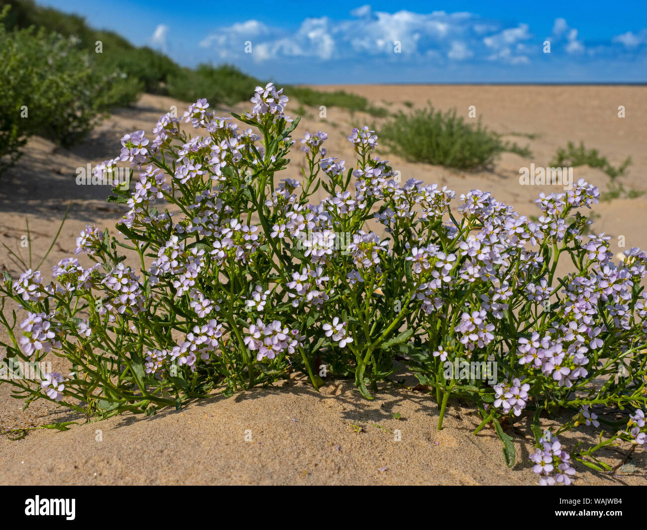 Cakile maritima Europäische meer Rakete blumen Thornham Dünen Norfolk August Stockfoto