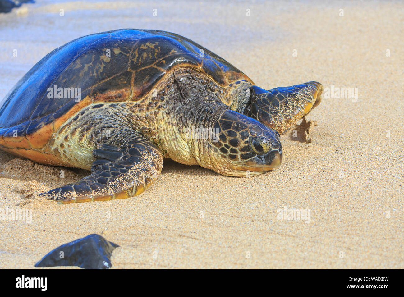 Grüne Meeresschildkröte (Chelonia mydas), zog am Ufer, Hookipa Beach Park, Maui, Hawaii, USA Stockfoto