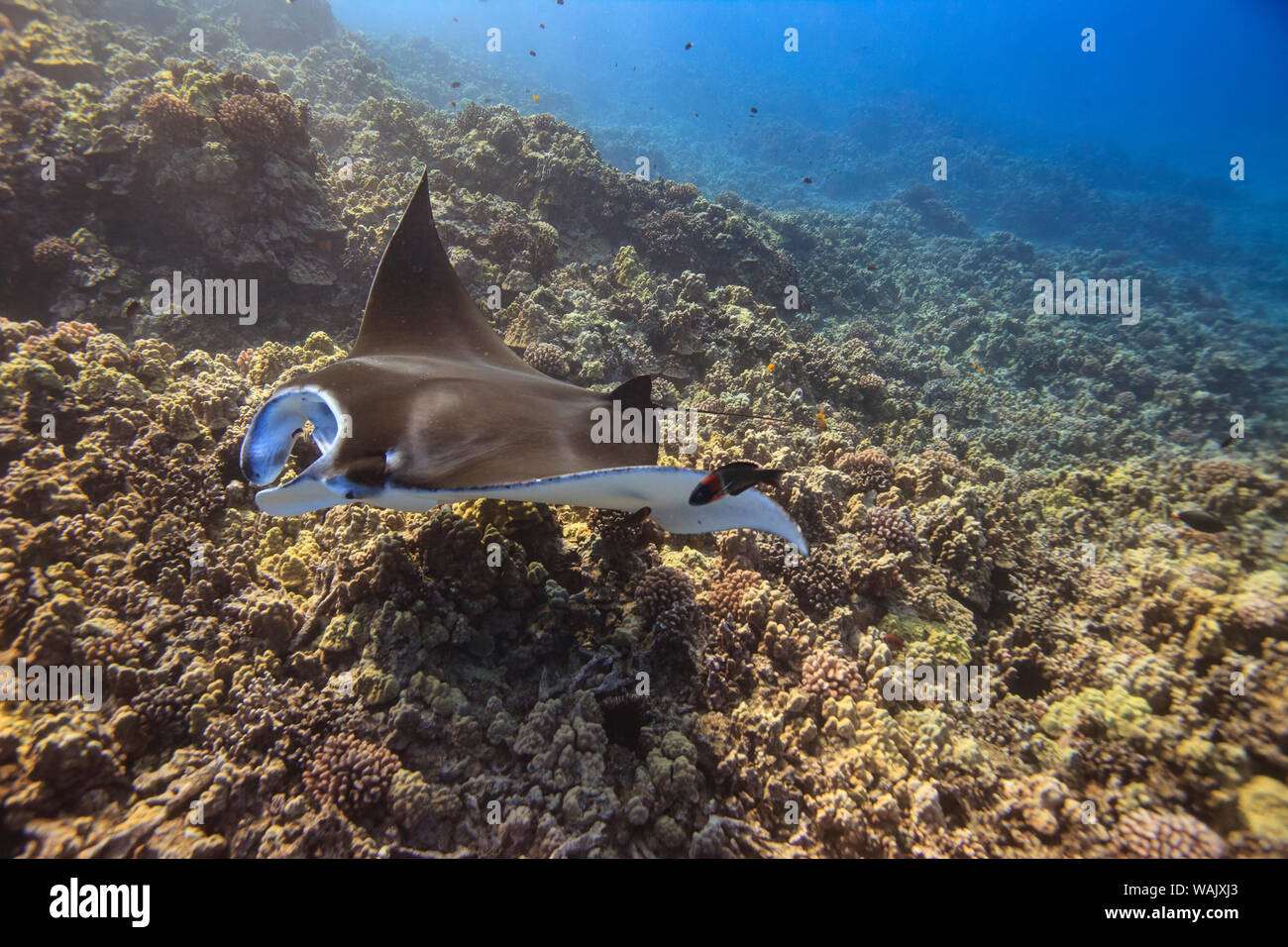 Manta Ray. Big Island, Hawaii, USA Stockfoto